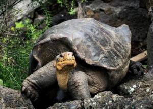 Las tortugas han reconstruido las Galápagos: las grandes ingenieras ambientales